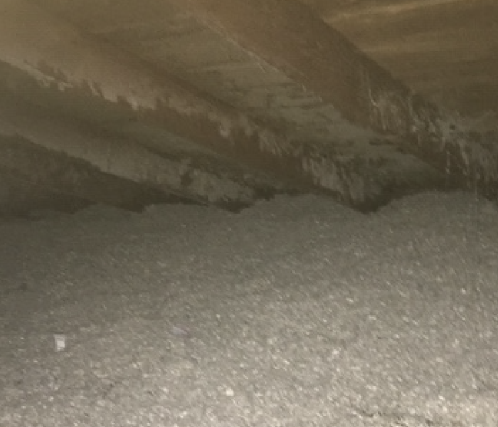 attic insulation with a layer of grey and white growth on it