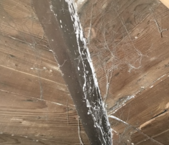 a dark wood plank with white growth on it 