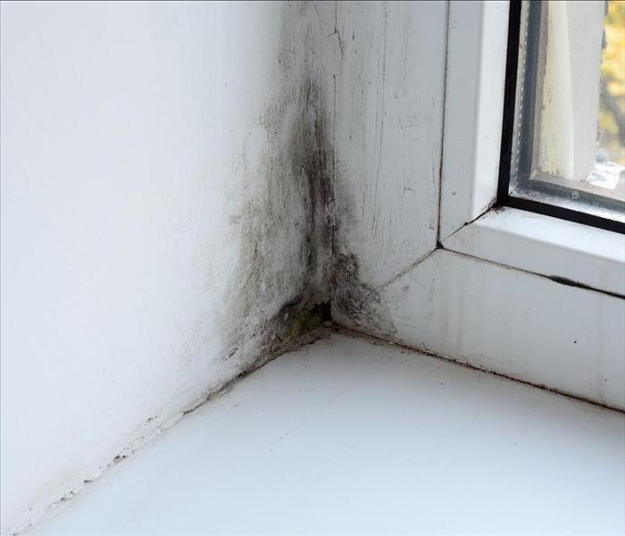 Mold growth in a corner.