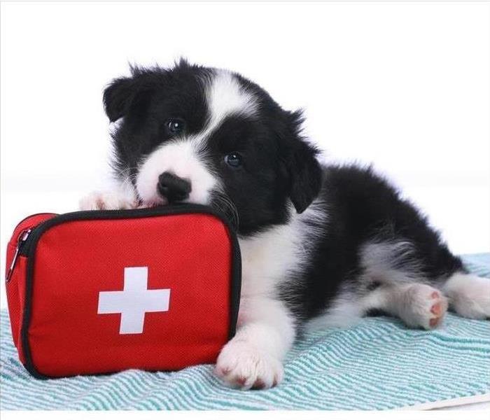 Cute border collie puppy with an emergency kit isolated